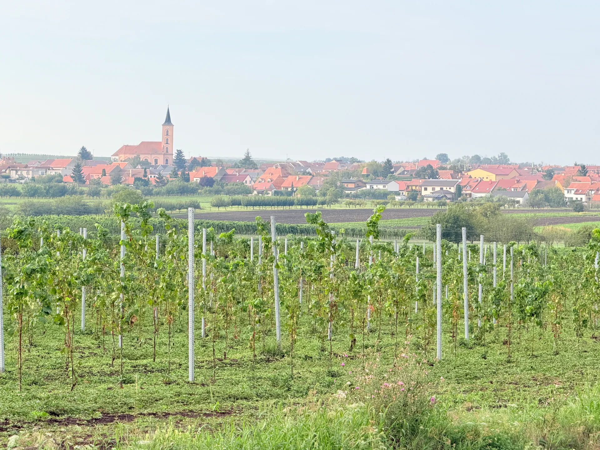 Vinice a obec Velké Bílovice